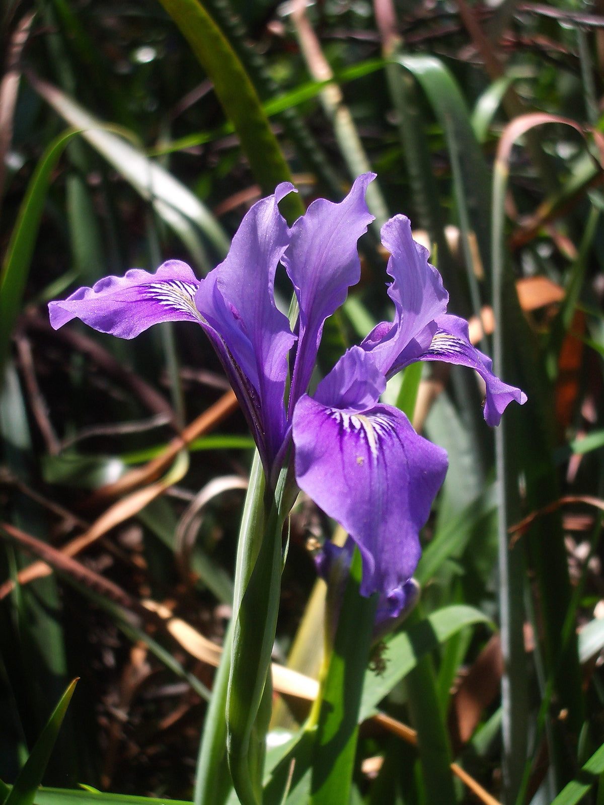 Douglas iris Iris douglasiana