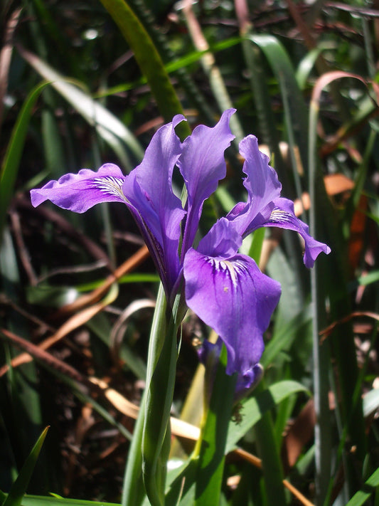 Douglas iris Iris douglasiana