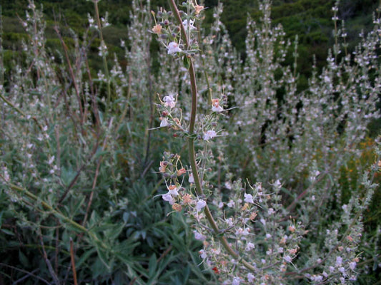 White sage Salvia apiana