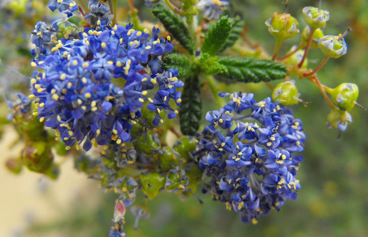 Ceanothus ‘Dark Star’ — California Native Cultivar — representative plant photograph, not the actual nursery specimen