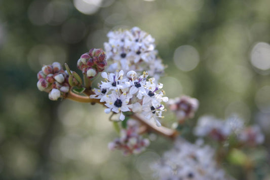 Bigpod Ceanothus — Southern California Native — representative plant photograph, not the actual nursery specimen