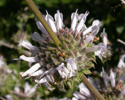 Black Sage — California Native — representative plant photograph, not the actual nursery specimen