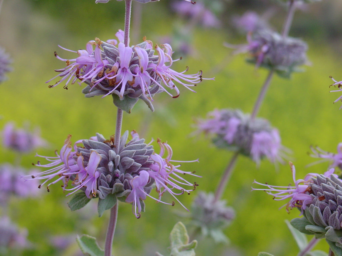 Purple Sage — California Native — representative plant photograph, not the actual nursery specimen