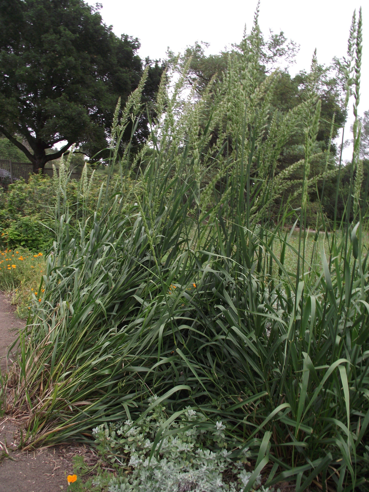 Giant Wild Rye — California Native Grass — representative plant photograph, not the actual nursery specimen
