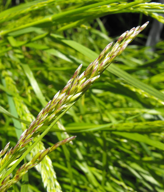 Coast Range Melic — California Native Grass — representative plant photograph, not the actual nursery specimen