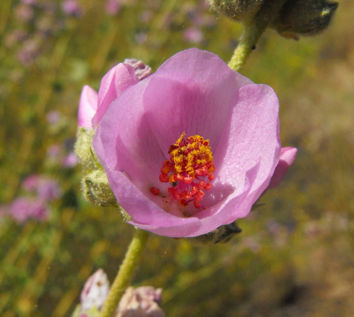 Chaparral Mallow — Southern California Native — representative plant photograph, not the actual nursery specimen