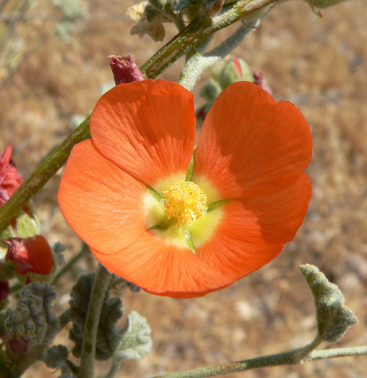 Desert Globemallow — California Native — representative plant photograph, not the actual nursery specimen