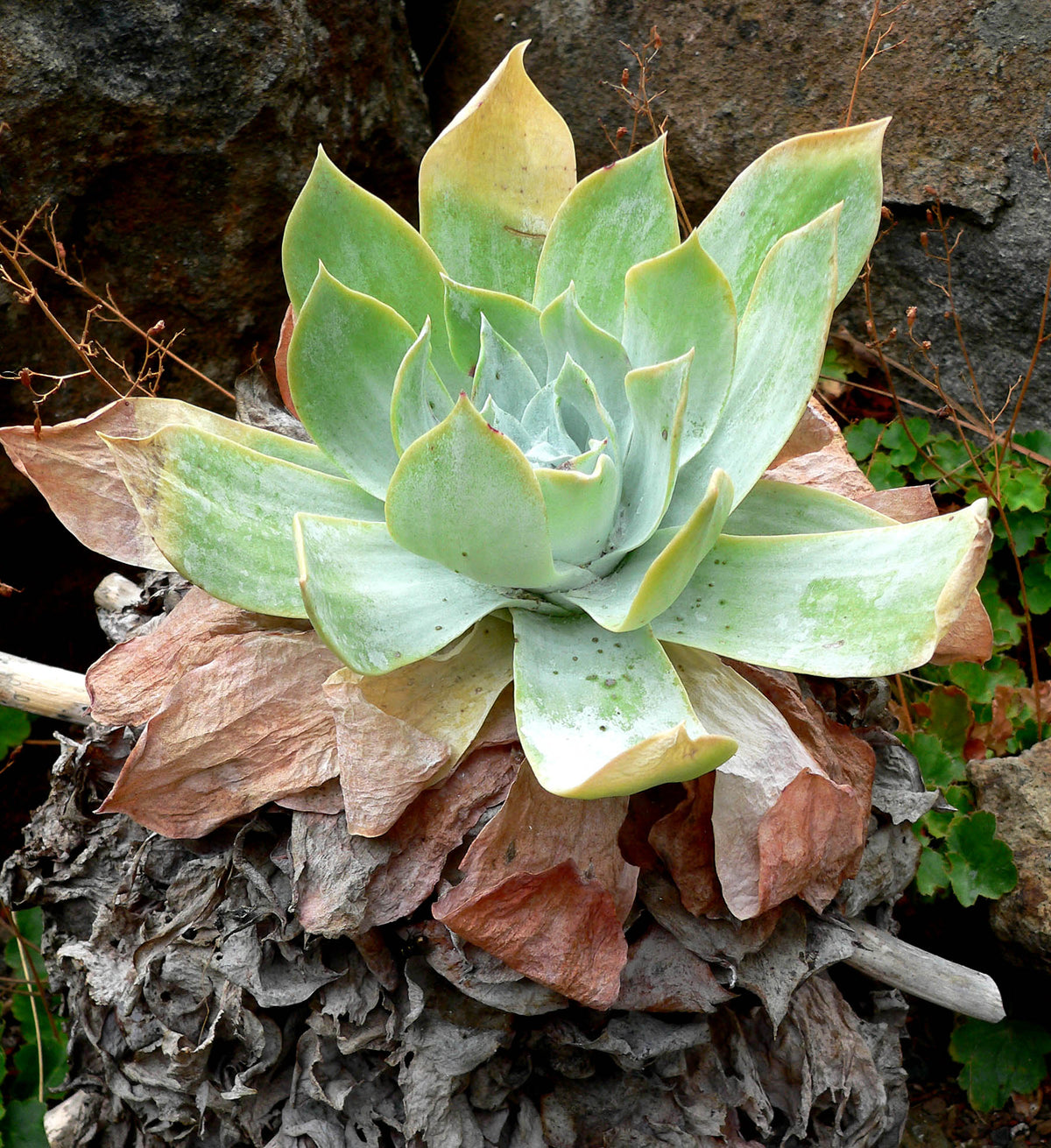 Chalk Dudleya — Premium California Native Succulent — representative plant photograph, not the actual nursery specimen