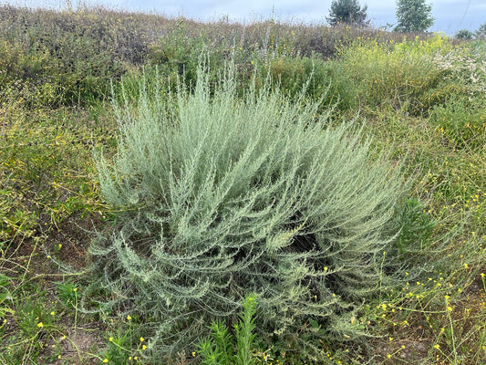 California Sagebrush — Coastal Native — representative plant photograph, not the actual nursery specimen