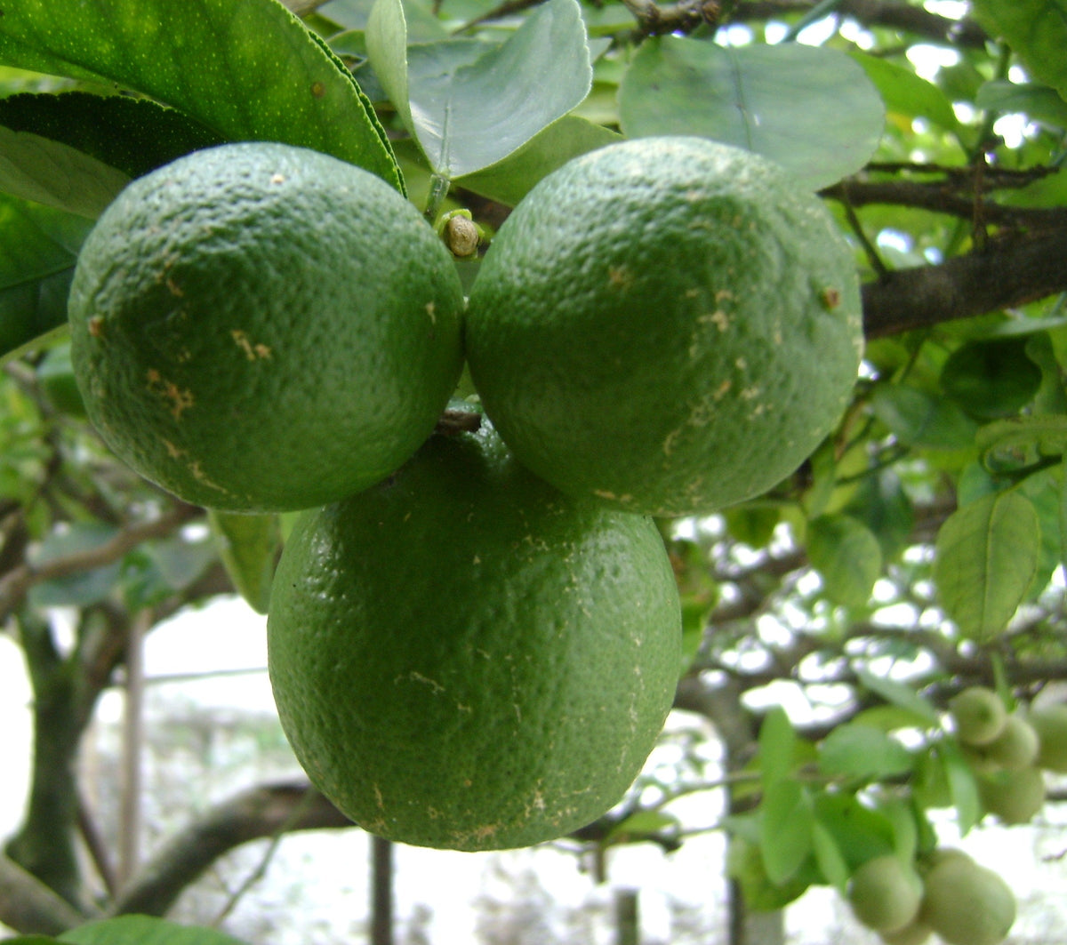 Thornless Key Lime — representative plant photograph, not the actual nursery specimen; cultivar not verified