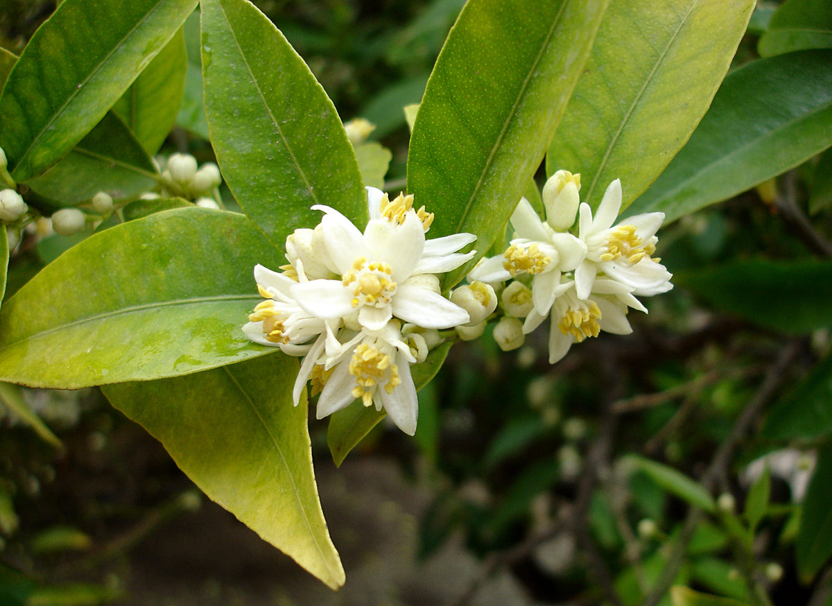 Changshou (Fukushu) Kumquat — representative plant photograph, not the actual nursery specimen; cultivar not verified