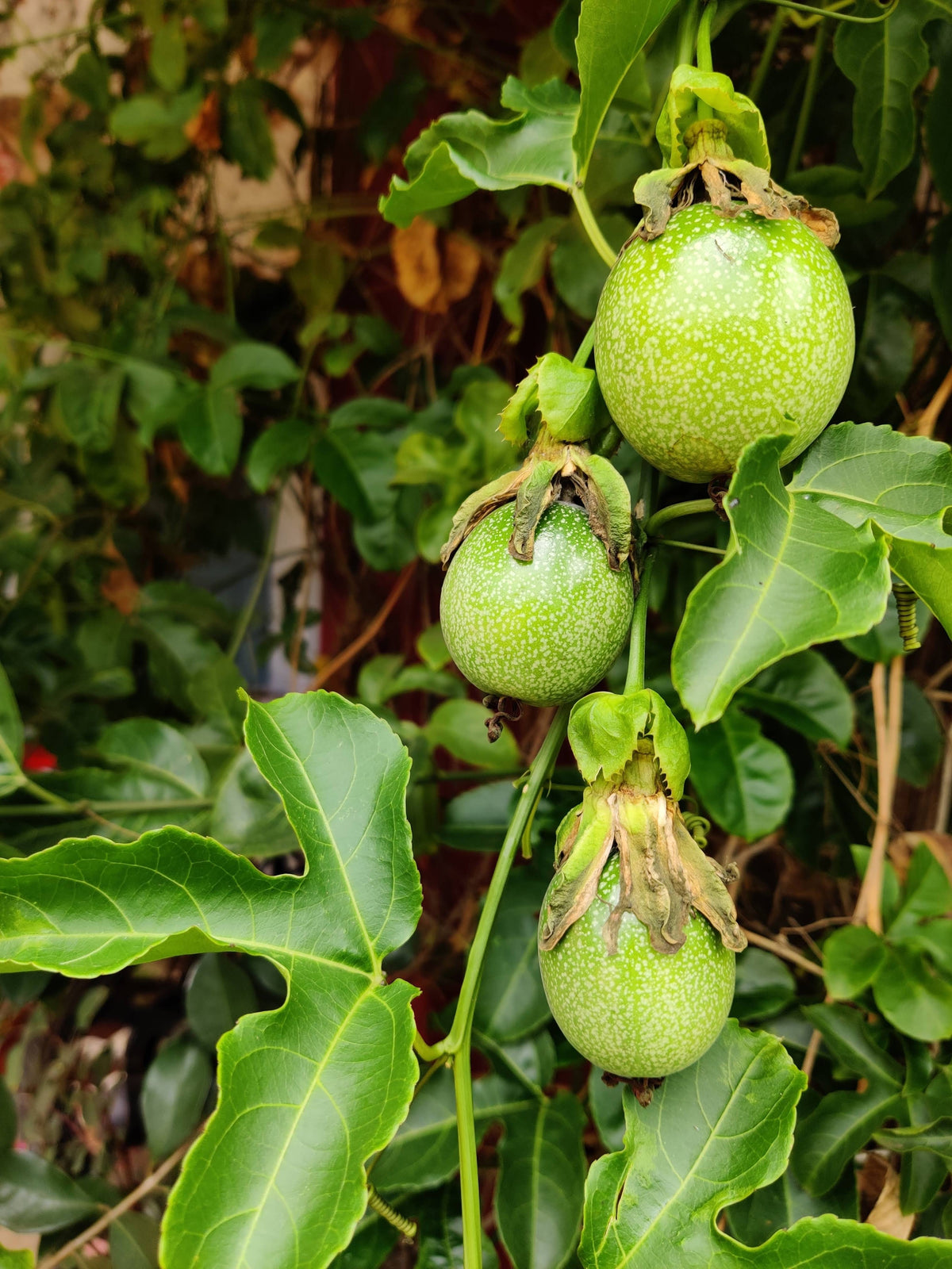 Frederick Passion Fruit — representative plant photograph, not the actual nursery specimen; cultivar not verified
