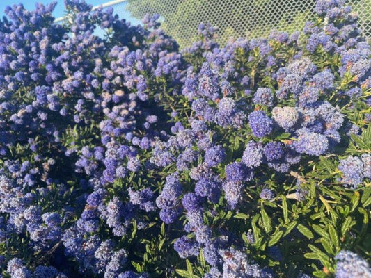 Concha ceanothus in bloom — representative photograph, not the sale specimen