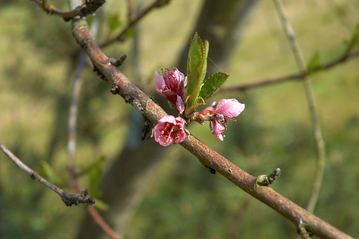 Elberta Peach — representative photograph; not the sale specimen; cultivar not verified