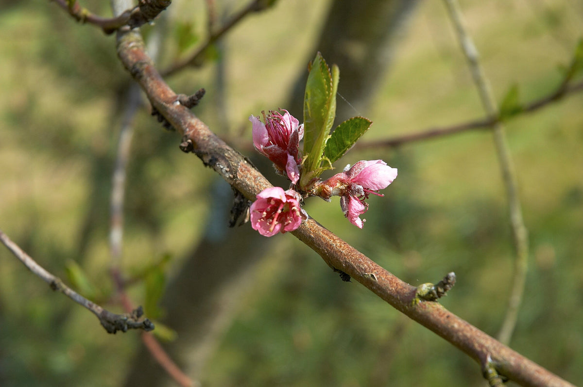White Q-1-8 Peach — representative photograph; not the sale specimen; cultivar not verified
