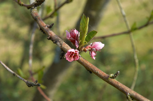 White Q-1-8 Peach — representative photograph; not the sale specimen; cultivar not verified