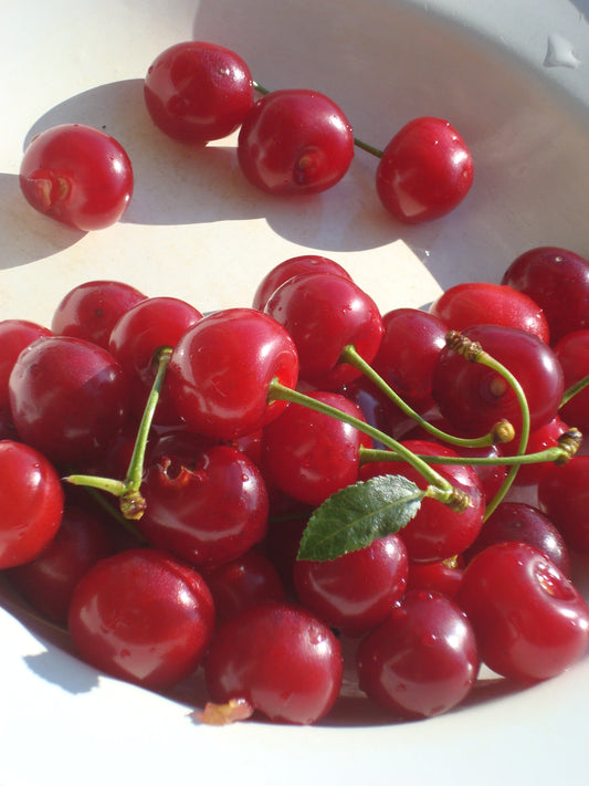 English Morello Sour Cherry — representative photograph; not the sale specimen; cultivar not verified