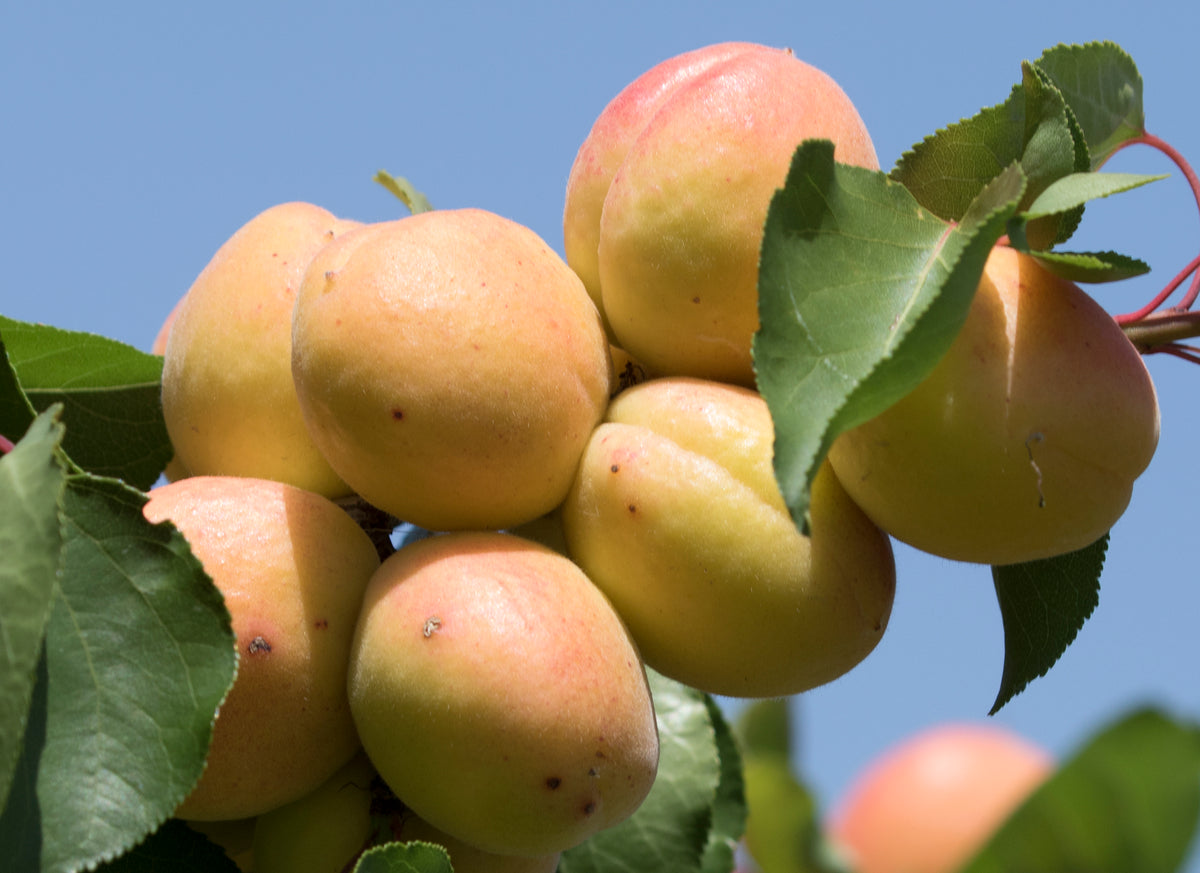 Blenheim Apricot — representative photograph; not the sale specimen; cultivar not verified