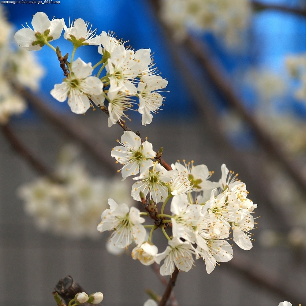Elephant Heart Plum — representative photograph; not the sale specimen; cultivar not verified