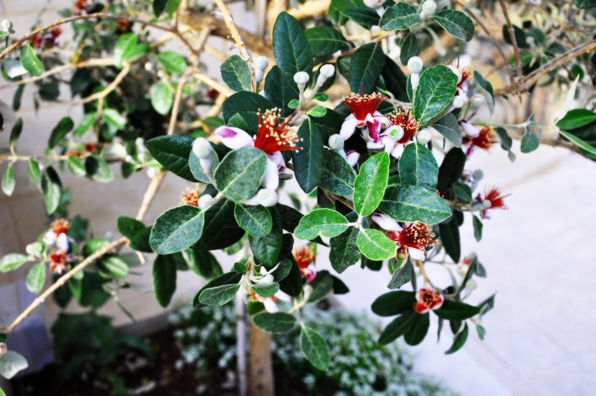 Pineapple guava species image, originally used for Coolidge. Not verified Nazemetz cultivar or sale specimen.