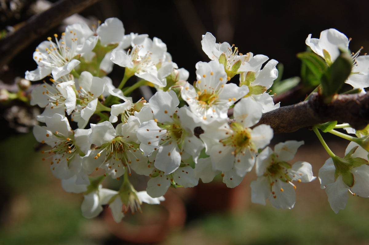 All in One Almond — representative photograph; not the sale specimen; cultivar not verified