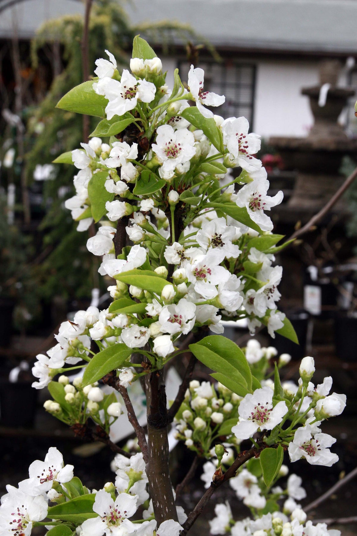 20th Century Asian Pear — representative photograph; not the sale specimen