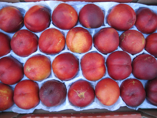 Goldmine Nectarine — representative photograph; not the sale specimen; cultivar not verified