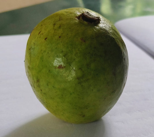 White guava species reference, originally used for Thai White Guava. Not verified Mexican Cream cultivar or sale specimen.