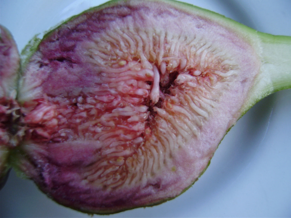 Kadota Fig — representative photograph; not the sale specimen; cultivar not verified