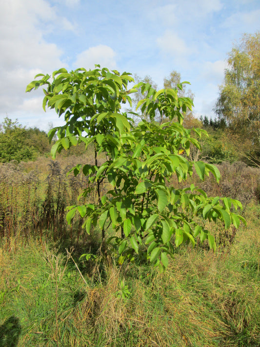 Chandler Walnut — representative photograph; not the sale specimen; cultivar not verified