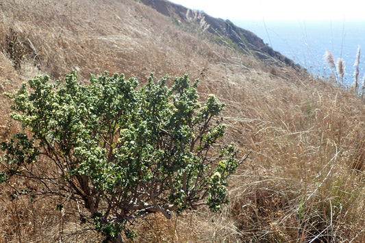 Coyote Brush — California Native Habitat Shrub — representative photograph, not the sale specimen