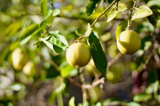 Lisbon Lemon — representative photograph, not the sale specimen; cultivar not verified