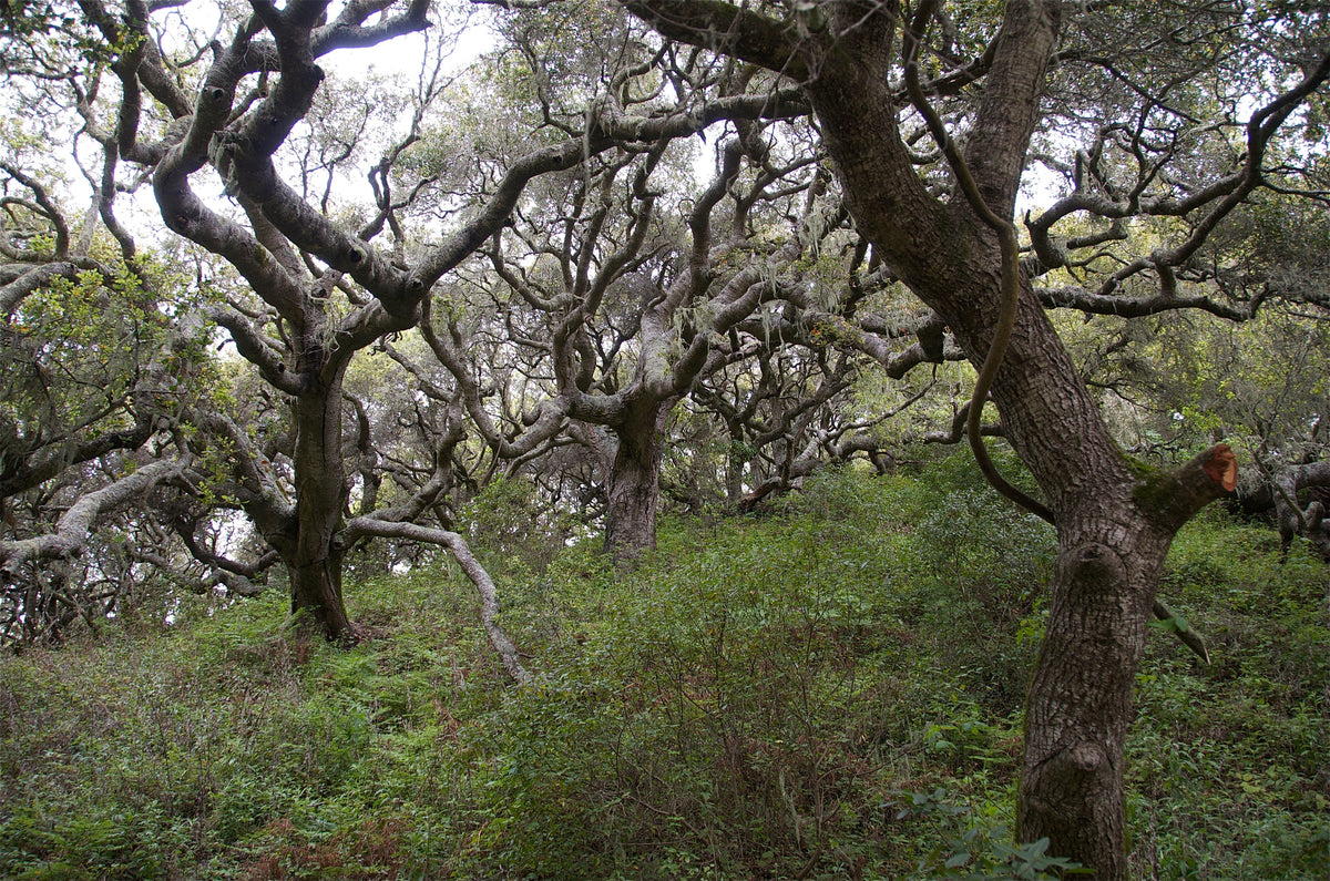 Coast Live Oak — Standard Form — California Native, representative botanical species photograph, not specific nursery tree or trained form