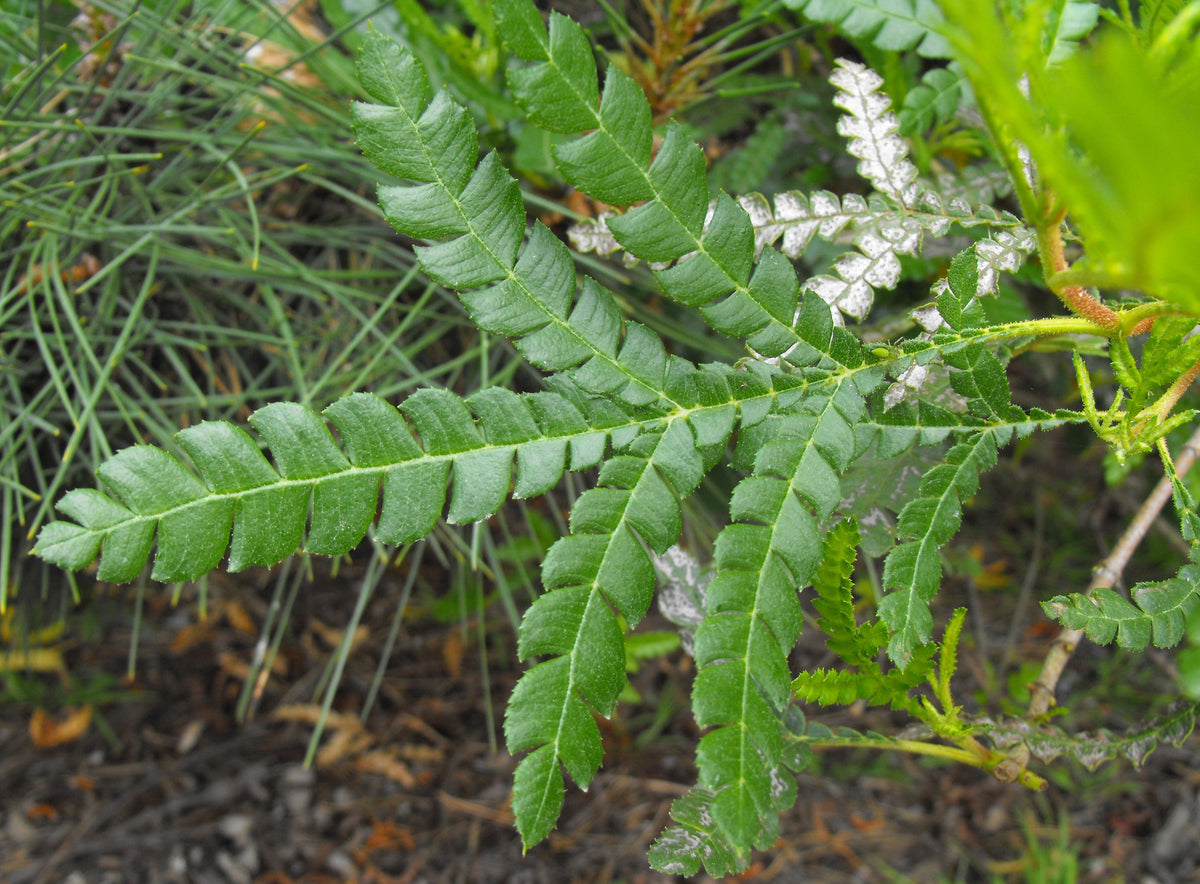 Catalina ironwood Lyonothamnus floribundus subsp. aspleniifolius at botanic garden, representative botanical photograph, not actual nursery stock