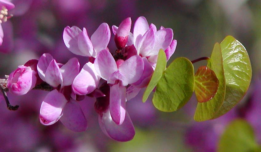 Western redbud Cercis occidentalis flowers, species reference photo, not the actual standard-form nursery tree