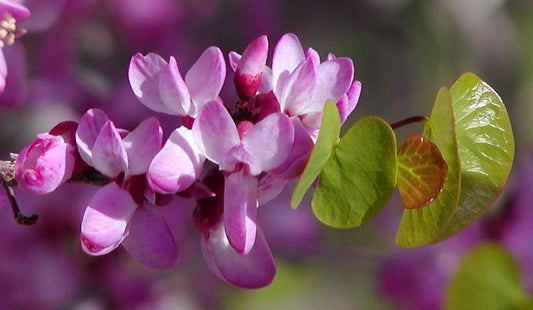 Western redbud Cercis occidentalis flowers, species reference photo, not the actual standard-form nursery tree