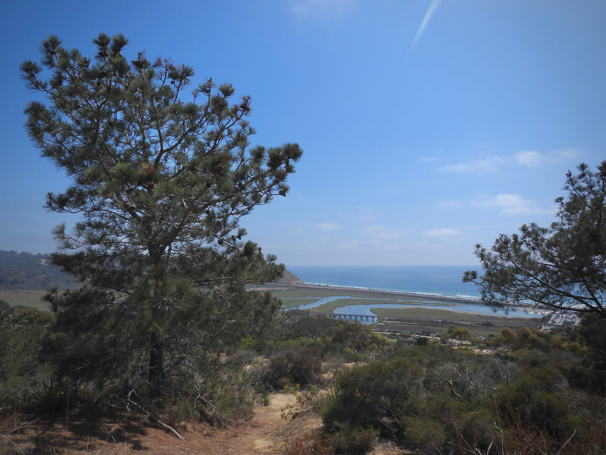 Torrey Pine botanical species photograph, representative only, not actual nursery stock