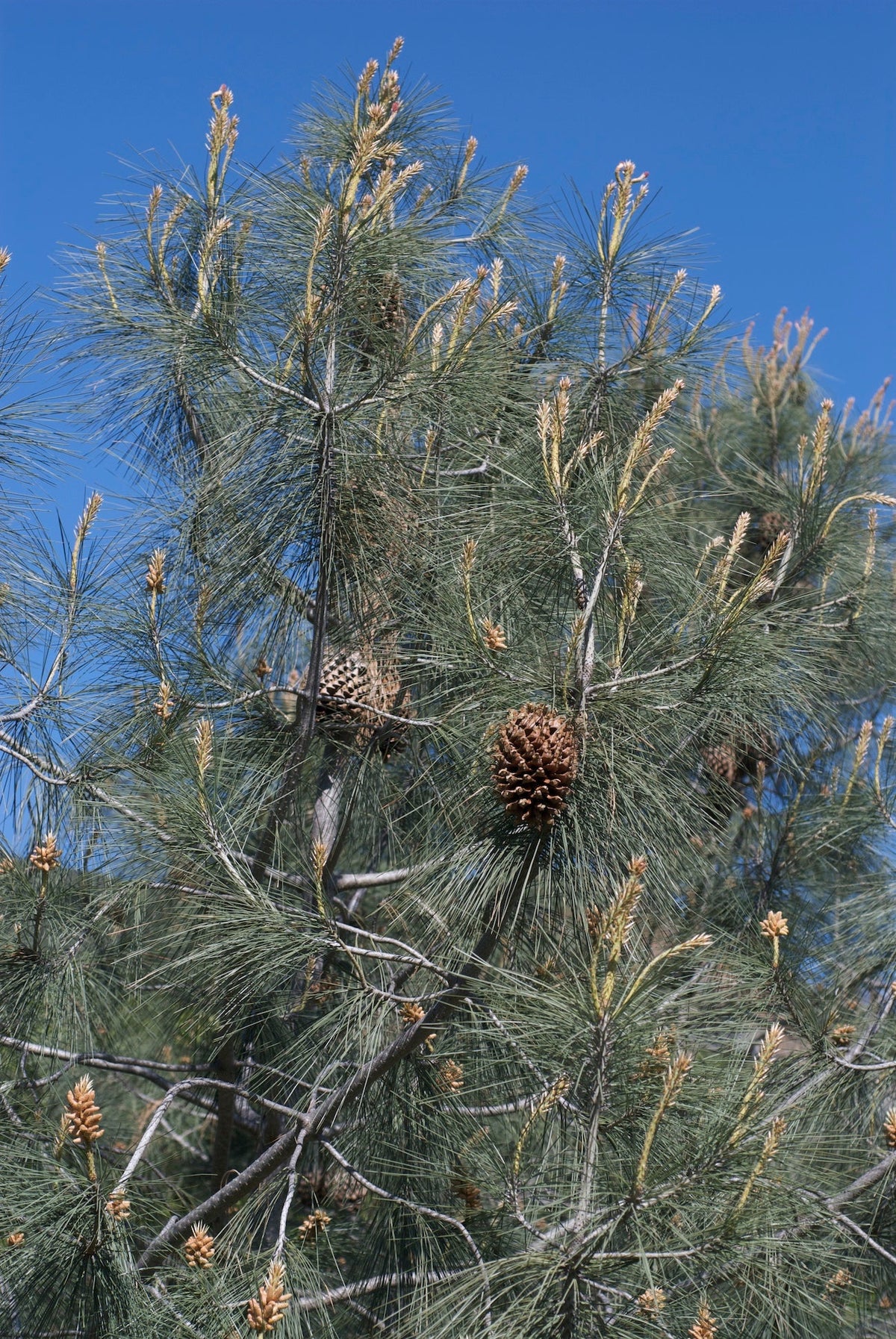 Gray Pine botanical species photograph, representative only, not actual nursery stock
