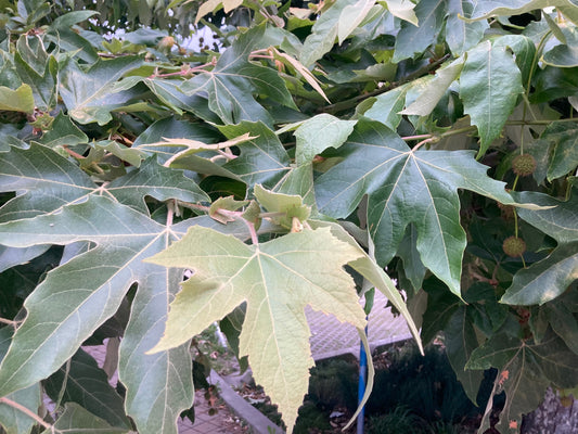 California Sycamore — Low-Branch — California Native, representative botanical species photograph, not specific nursery tree or trained form
