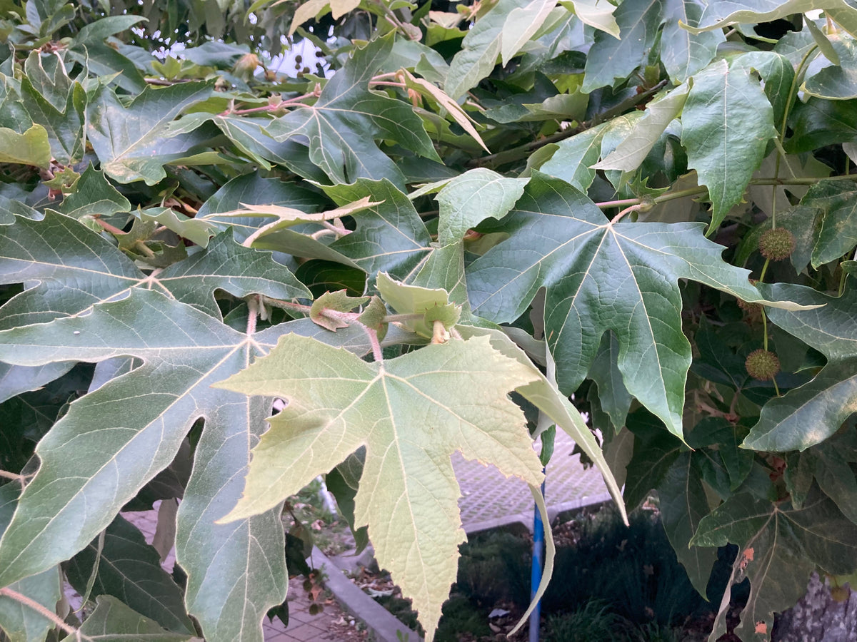 Platanus racemosa California sycamore botanical photograph; representative species image, not specific nursery tree or trained form