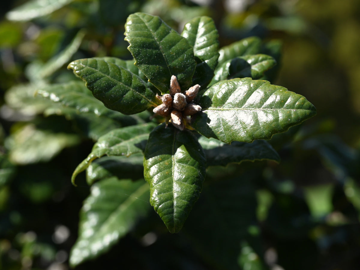 Island Oak — Standard Form — California Native, representative botanical species photograph, not specific nursery tree or trained form
