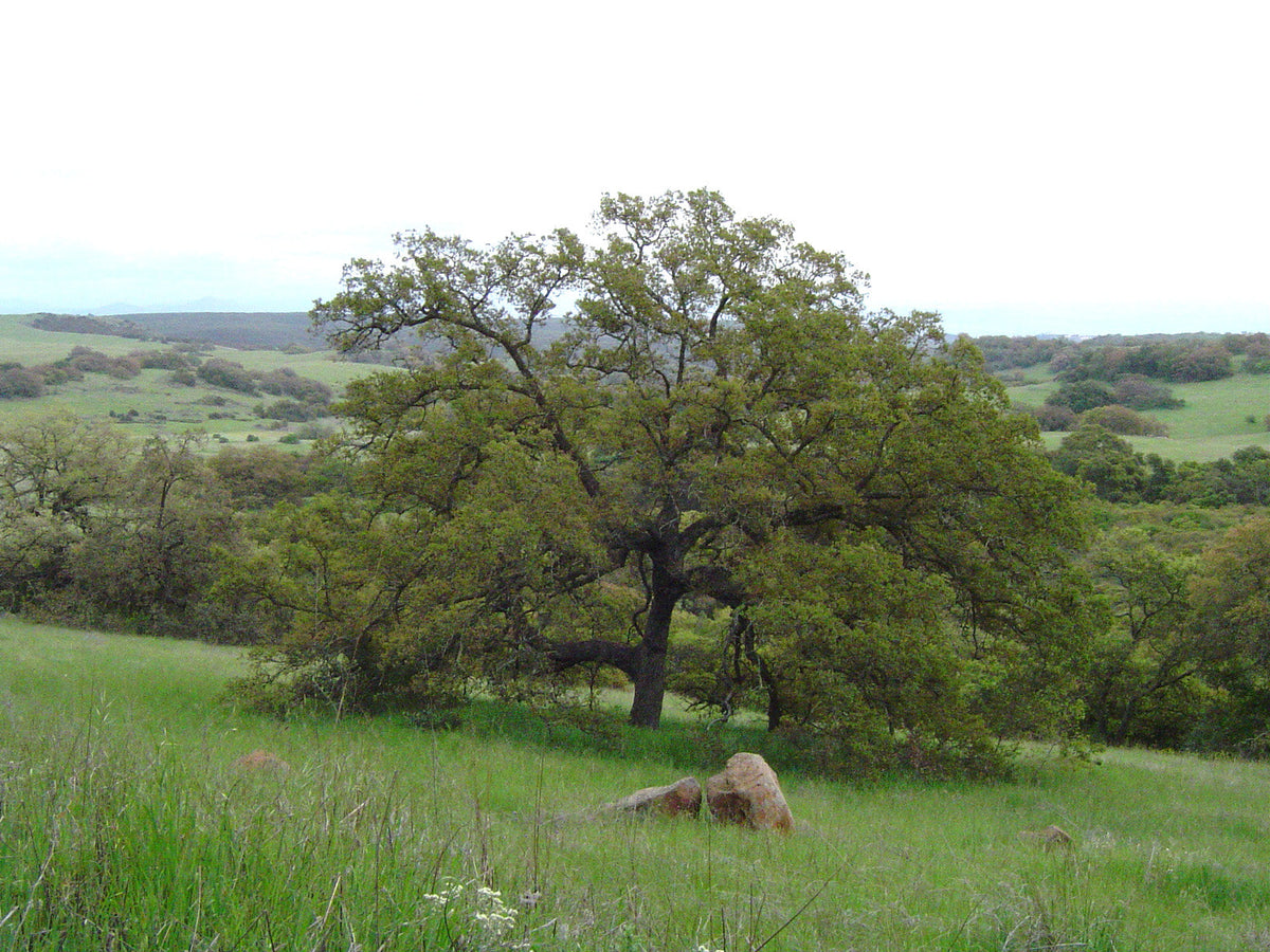Engelmann Oak — Standard Form — California Native, representative botanical species photograph, not specific nursery tree or trained form