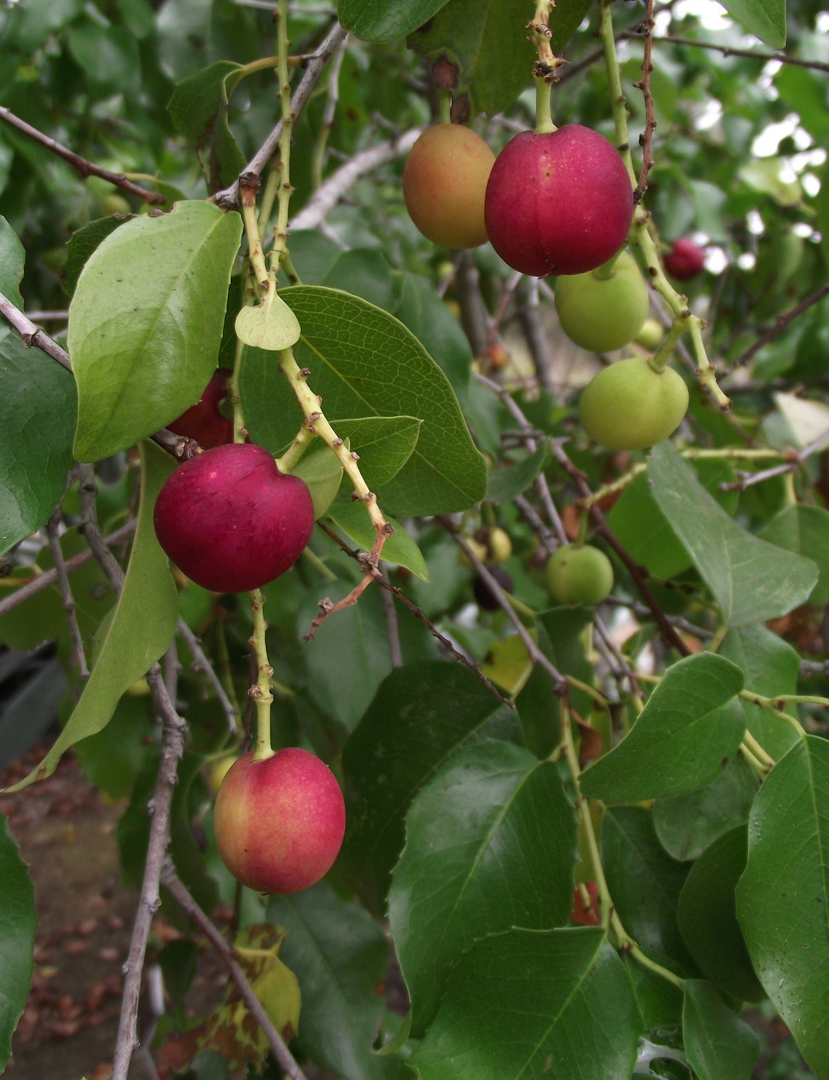 Catalina Cherry (Prunus ilicifolia subsp. lyonii (also treated as Prunus lyonii)), representative species photo, not actual nursery stock