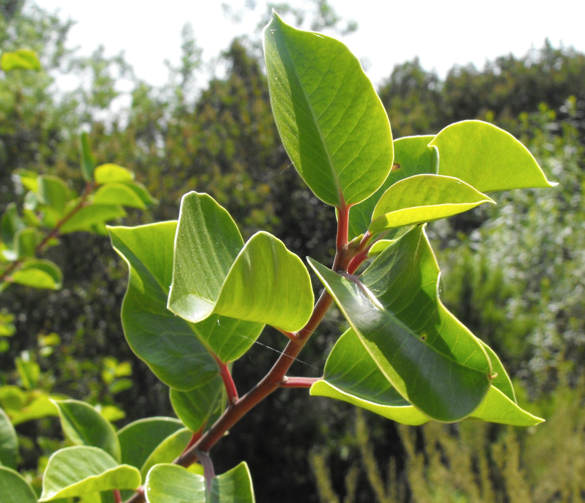 Sugar Bush (Rhus ovata), representative species photo, not actual nursery stock