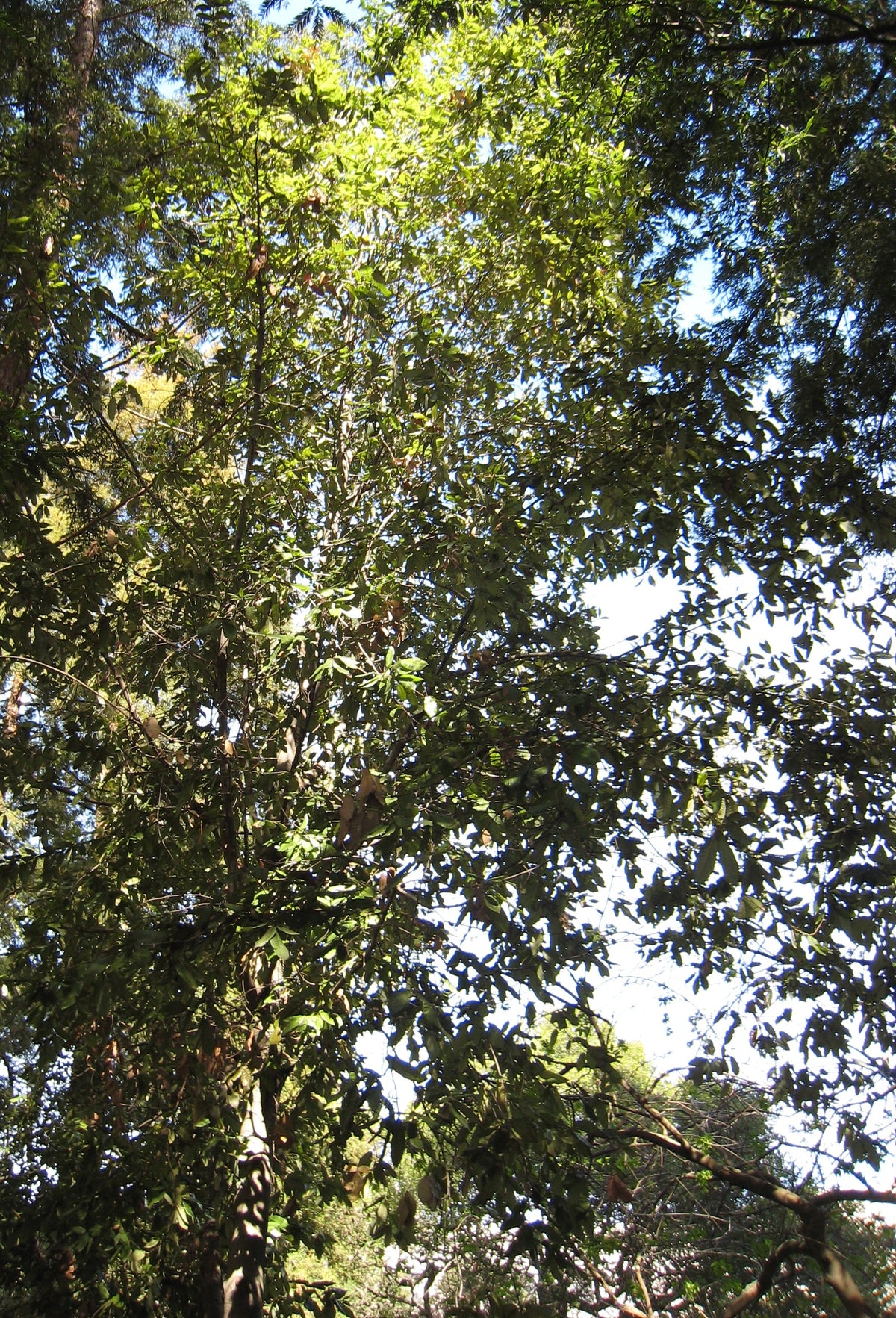 Tanoak Notholithocarpus densiflorus, representative species photograph, not individual nursery stock