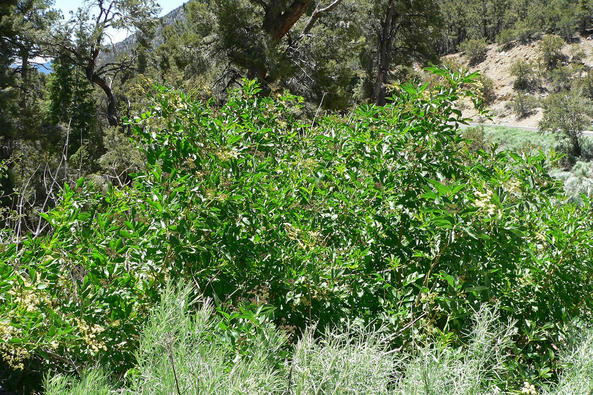 Mexican Elderberry Sambucus mexicana, representative botanical photograph; not actual available nursery specimen
