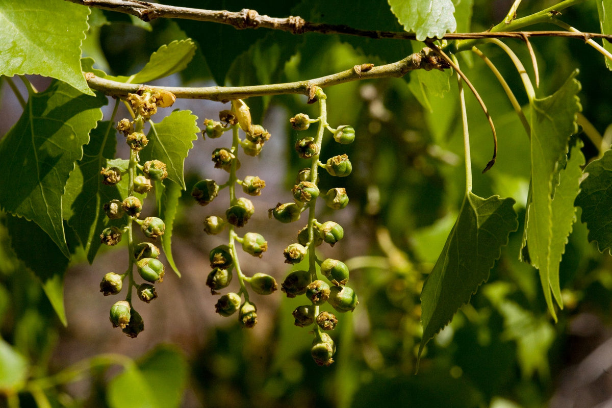 Fremont Cottonwood Populus fremontii, representative botanical photograph; not actual available nursery specimen