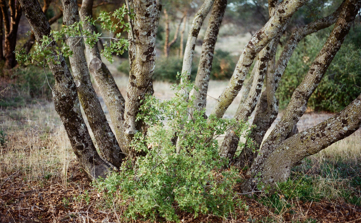 Interior Live Oak — Standard Quercus wislizeni, representative botanical photograph; not actual available nursery specimen