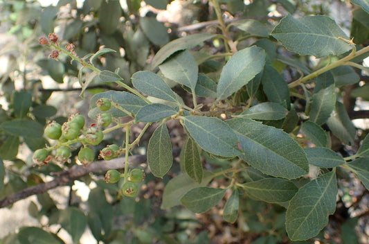 Davis Gold Toyon, cultivar reference photograph, not the reserved nursery plant