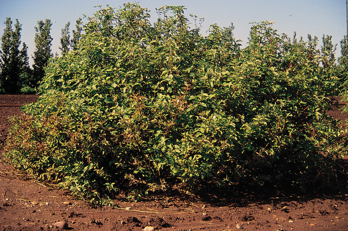 Red-Twig Dogwood, representative botanical species photograph, not actual nursery stock